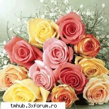 Timisoara Free Sharing Hub - Some Flowers Die???:):) - Hub